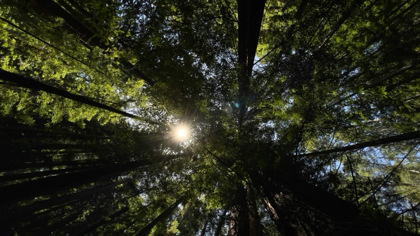 trees with the sunlight shining through them and the leaves turning back