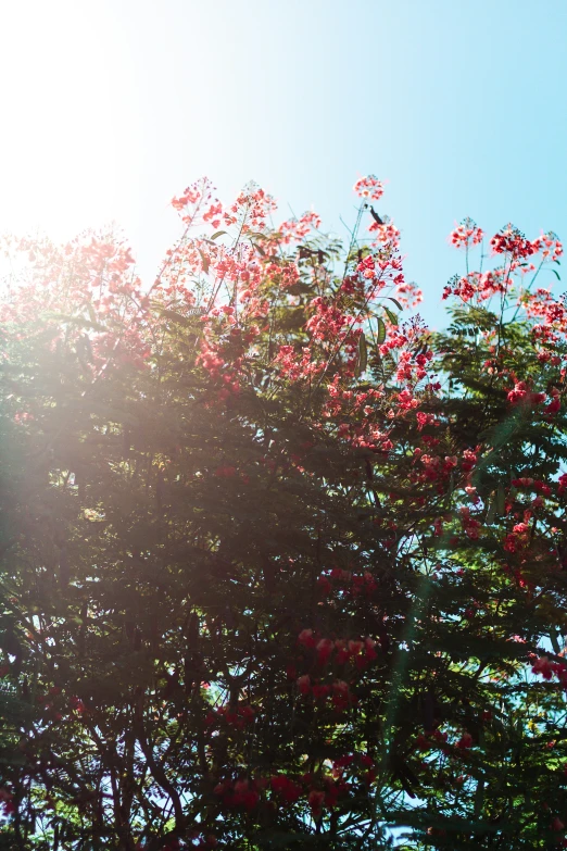 a lone red tree in front of a clear blue sky