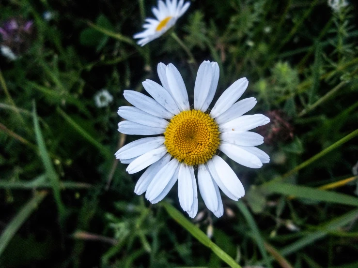 the white flowers with the yellow center are in the middle of the field