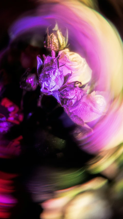 a blurry pograph of some purple flowers