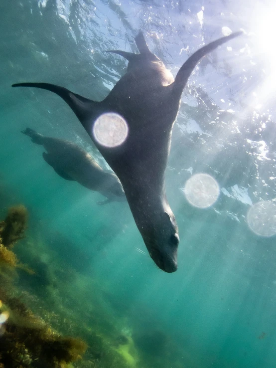 an animal under water on a sunny day