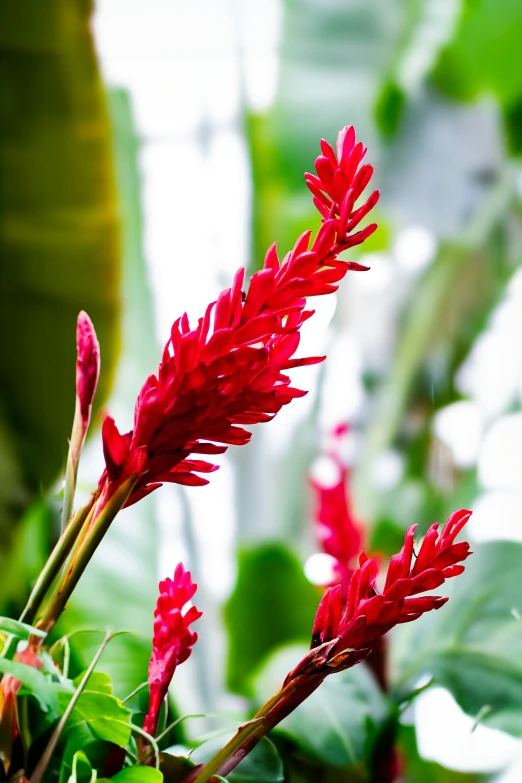 a closeup of the leaves and flowers on a tree