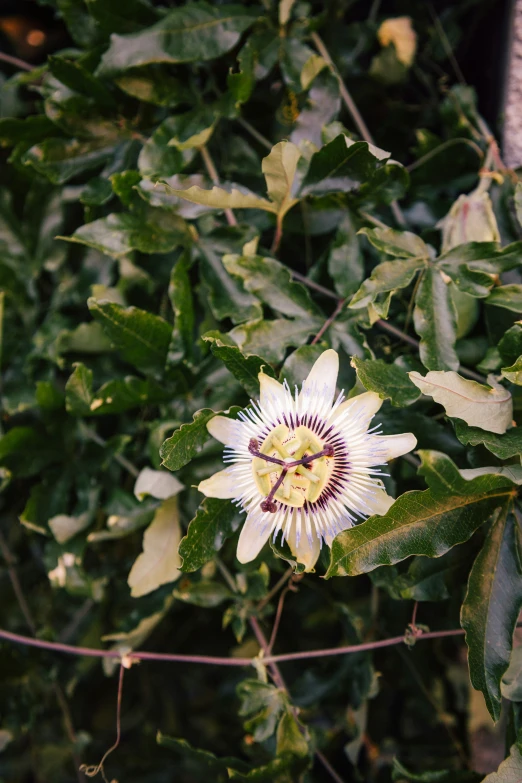 there is a flower that is growing next to many leaves