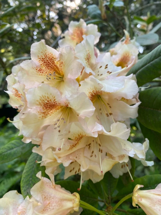 a cluster of white flowers blooming on top of a tree