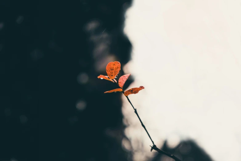 a plant with orange blooms on a stalk