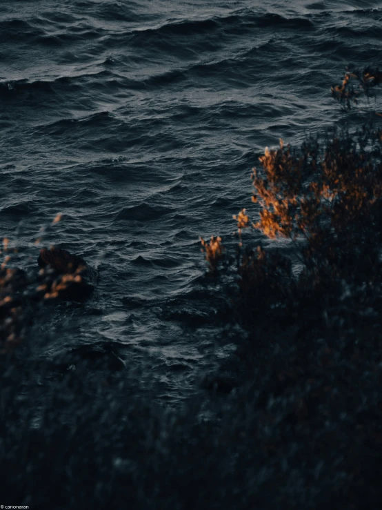 a large body of water surrounded by trees