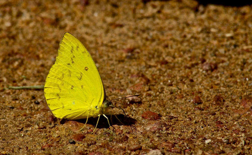 a yellow erfly with brown spots sitting on dirt