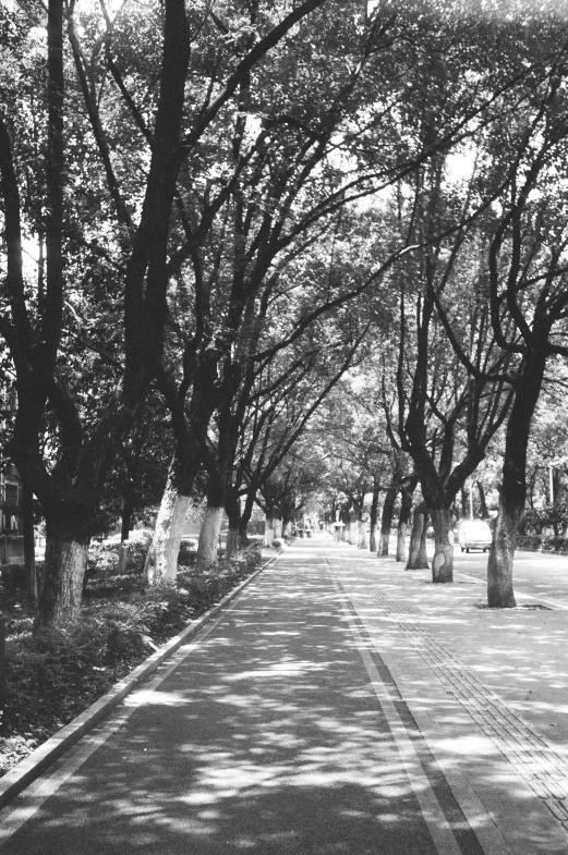 black and white pograph of a tree lined street