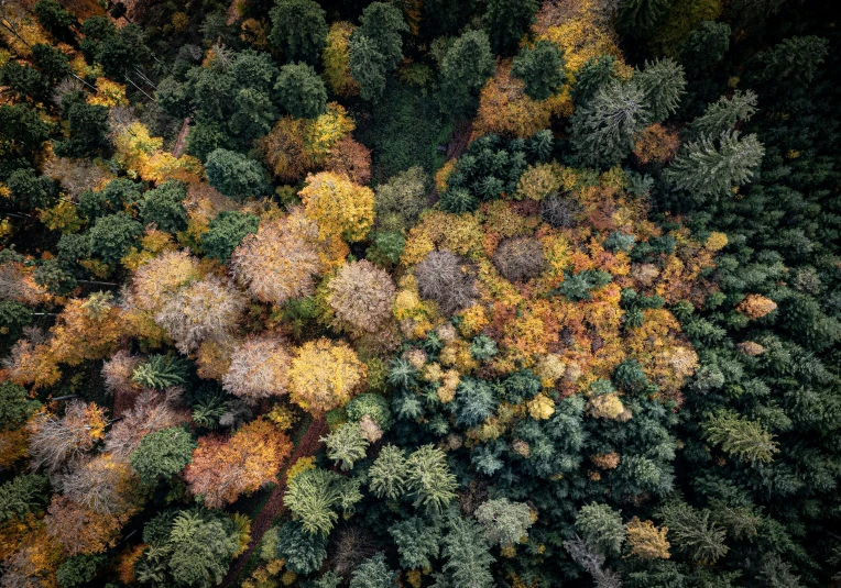 aerial po of colorful trees with sunlight in background