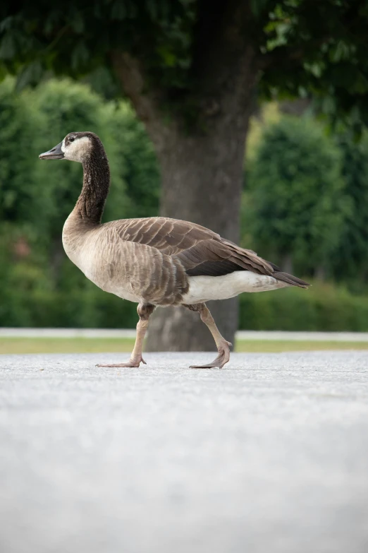 a duck is standing alone on a cement road