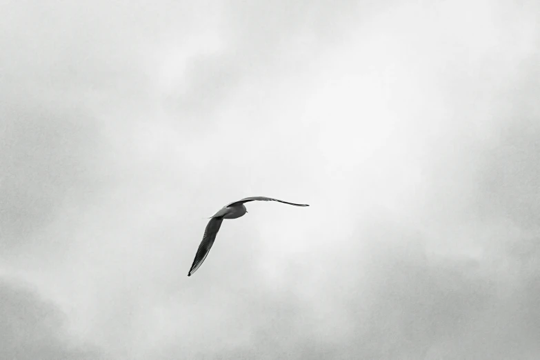 a black and white po of a seagull in flight