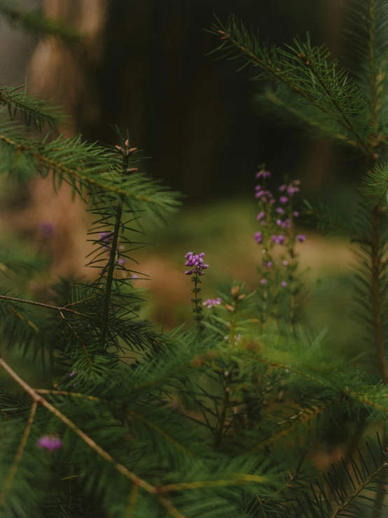 an image of flowers growing between some plants