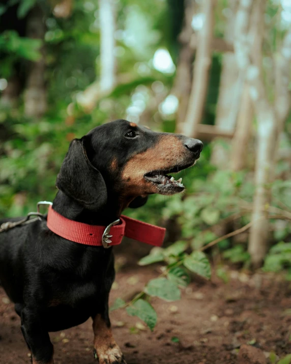 dog with a red collar and a bush in the background