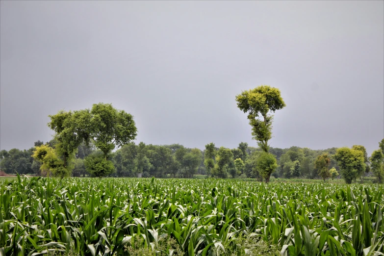 two trees are in the distance in a field