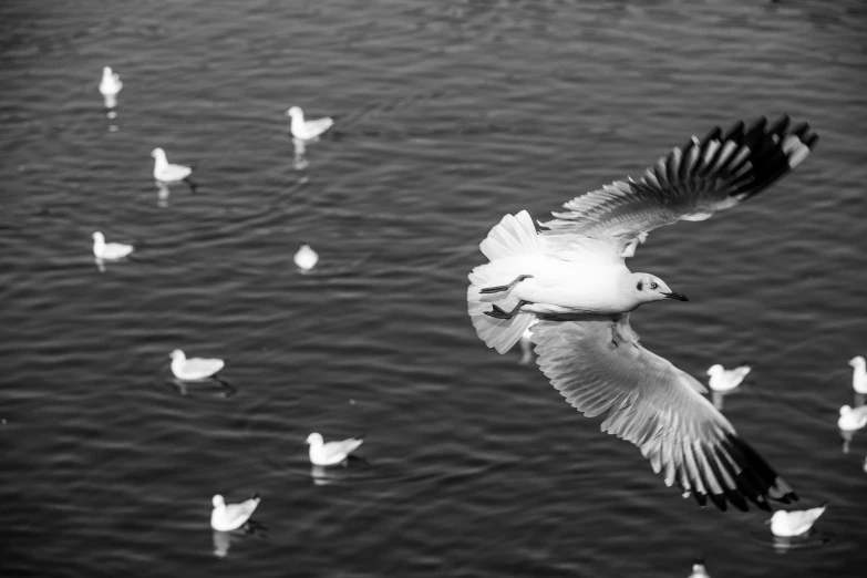 a flock of birds floating on top of a body of water