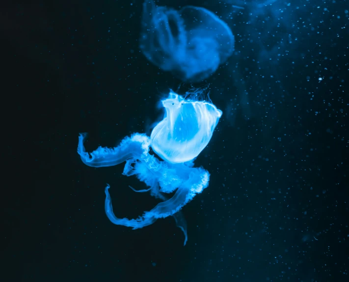 two small, blue, jelly like animals are floating in the water