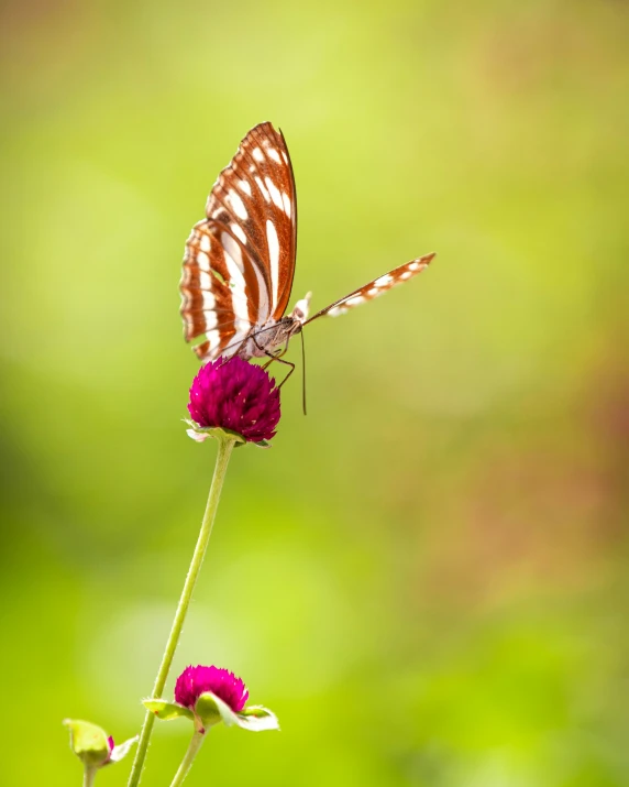 a erfly sitting on a flower with it's wings extended