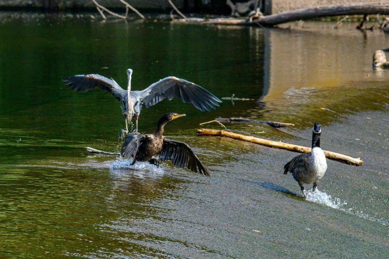 three birds landing and spreading their wings above the water