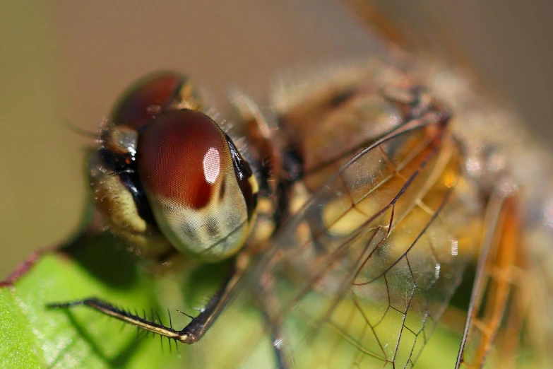 a close up of a fly on a green leaf