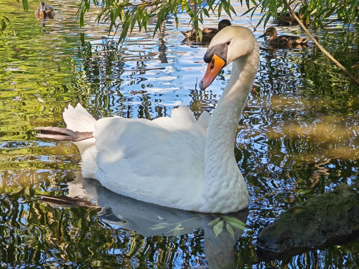 an adult swan and baby swans swimming in a pond