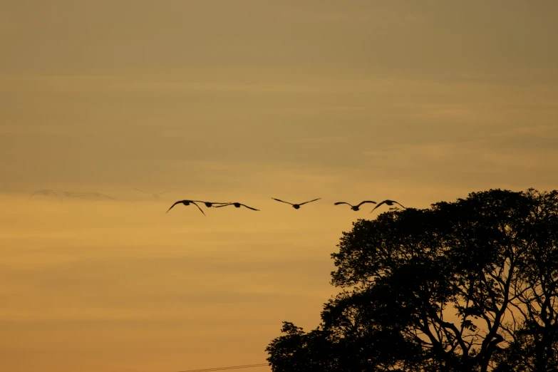 a flock of birds flying over trees on a cloudy day