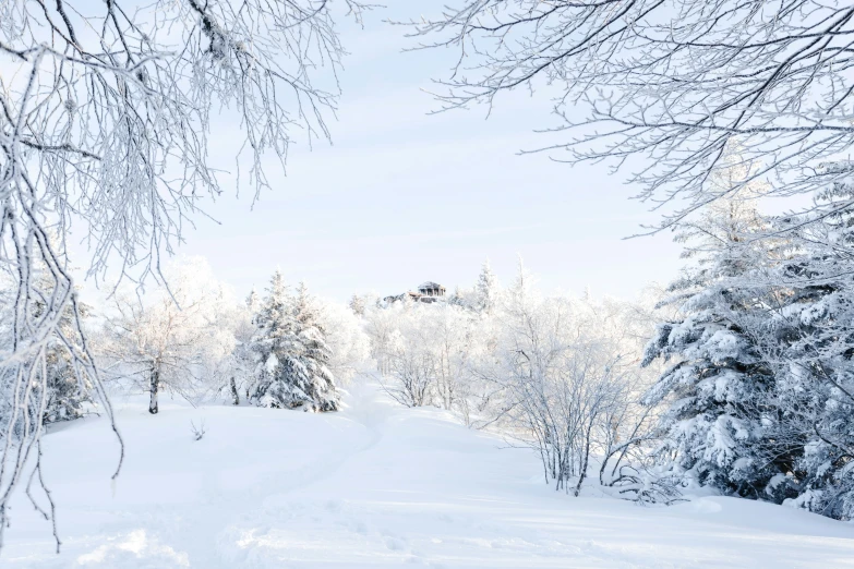 the snow covered path is next to pine trees