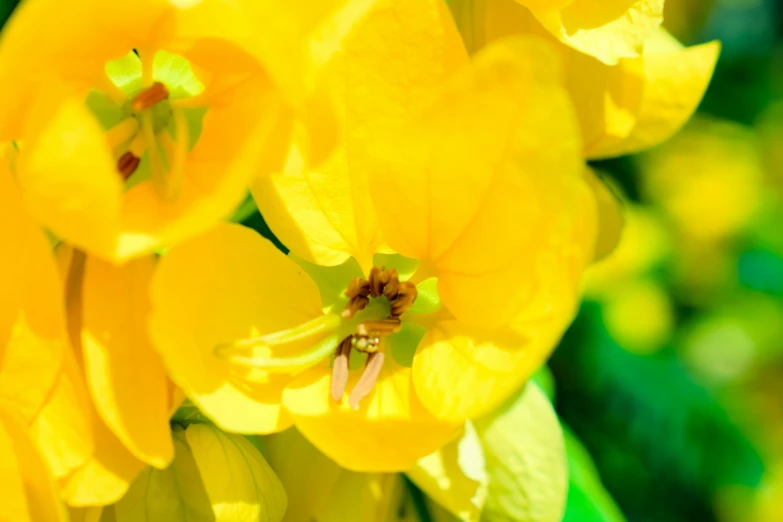 this is a yellow flower blossom with some other flowers