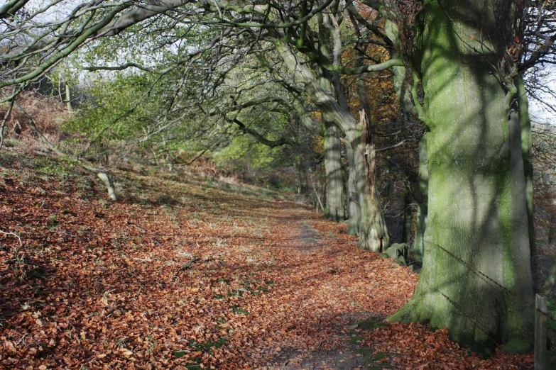 a path with lots of leaf covered trees