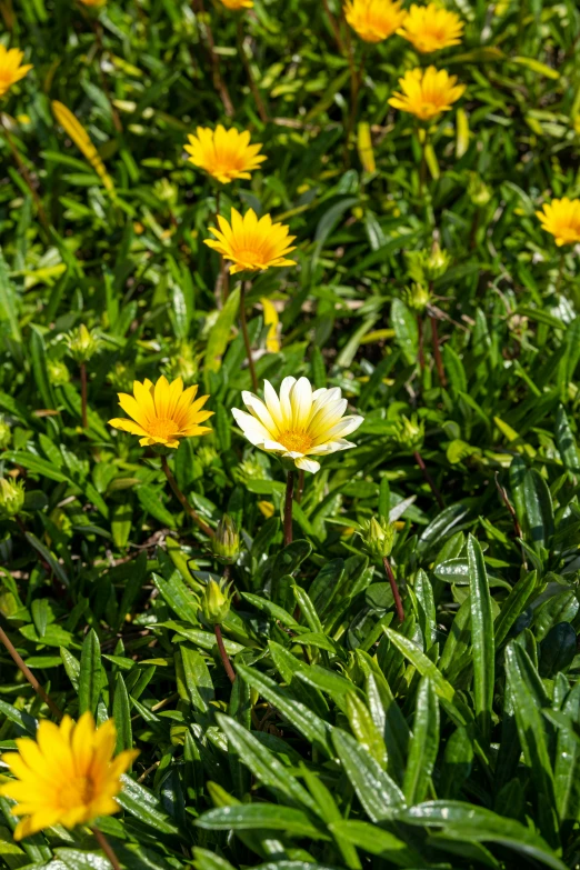 a group of yellow flowers sitting in the middle of grass