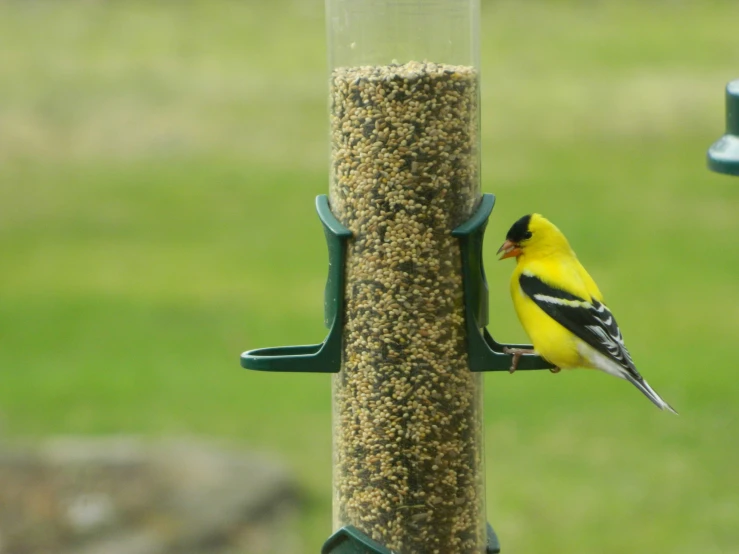 yellow bird is looking into a bird feeder