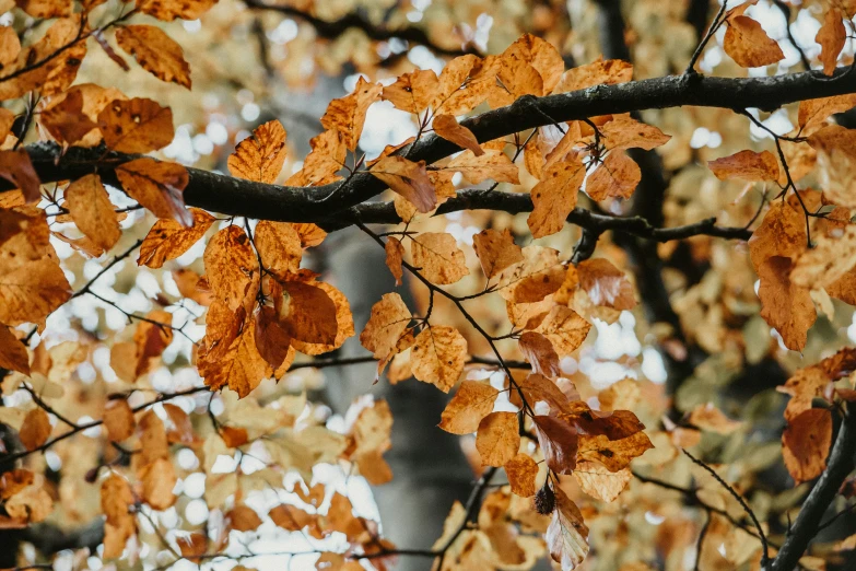 a tree filled with lots of leaves in autumn