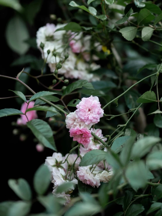 there is a pink flower with many green leaves on it