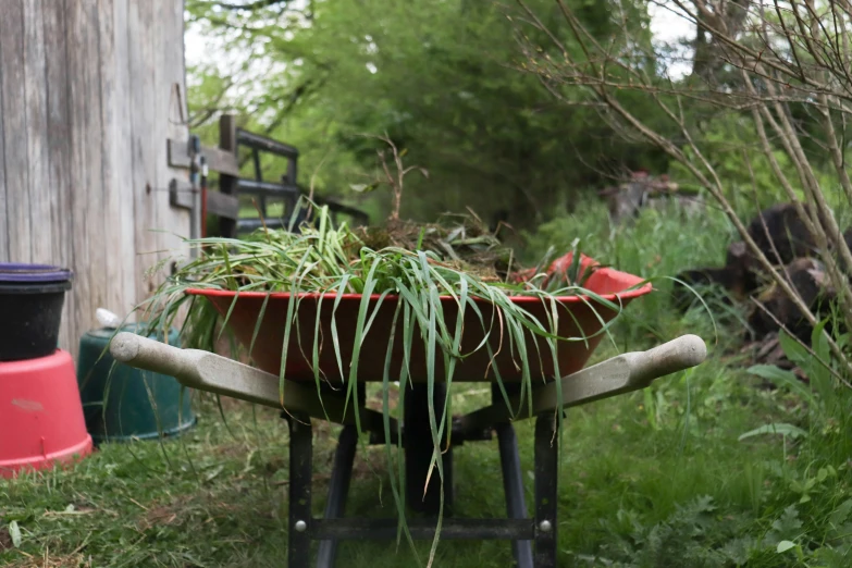 a wheel barrow loaded with plants in it's back