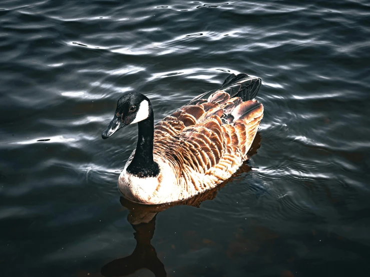 there is a small duck that is swimming on the water