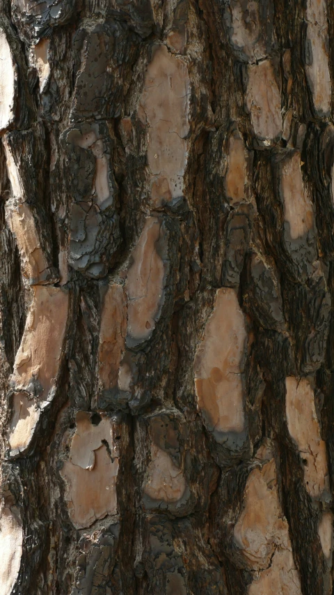 a black bird perched on the bark of a tree