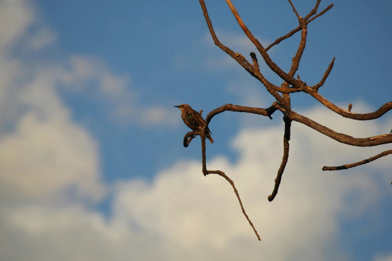 a couple of brown birds sitting on top of a tree