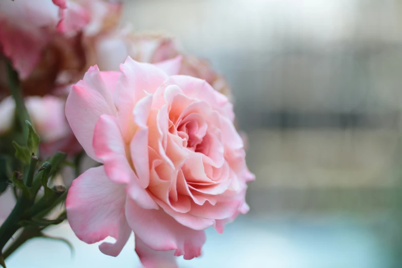 a pink rose with long green stems in a vase