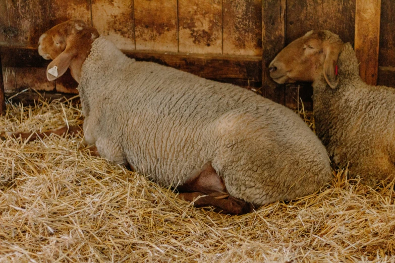 there are sheep sitting together on the straw