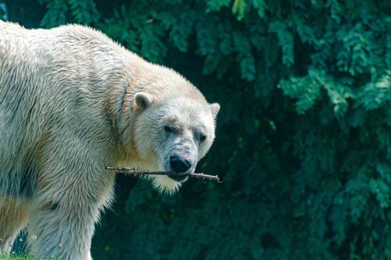 a polar bear holding a stick in its mouth