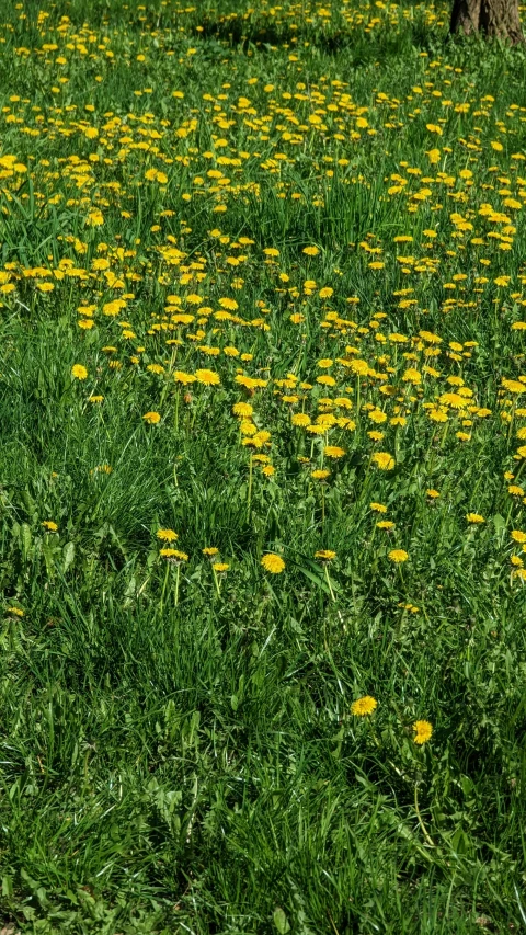 a field full of yellow flowers covered in grass