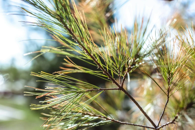 a pine tree with green needles against a blue sky