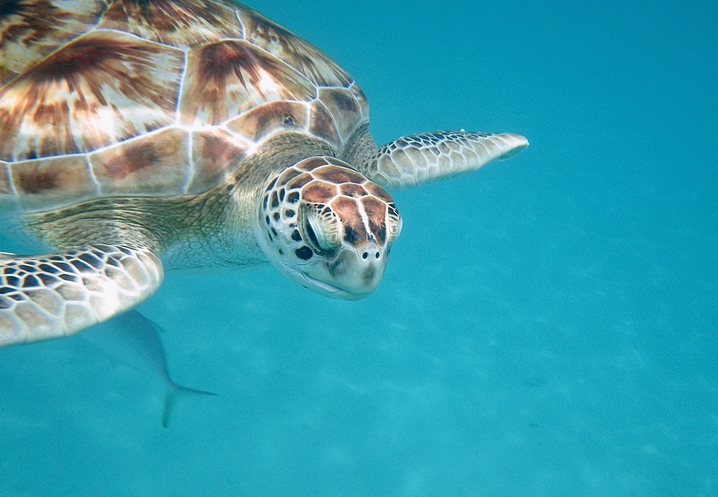 a large turtle in clear blue water swimming