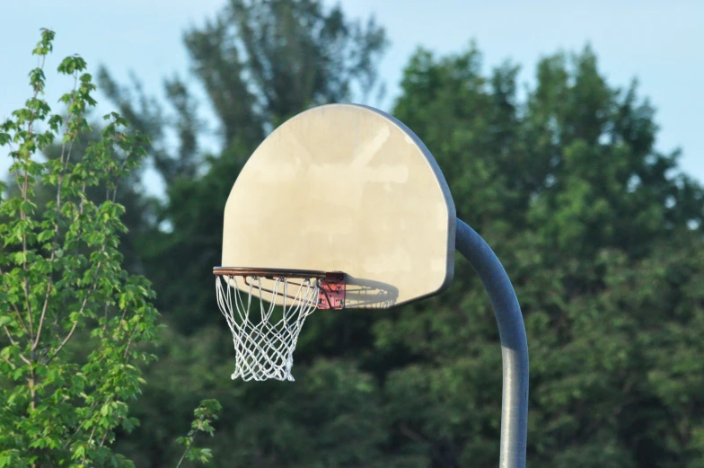 a basketball net that is attached to a tree