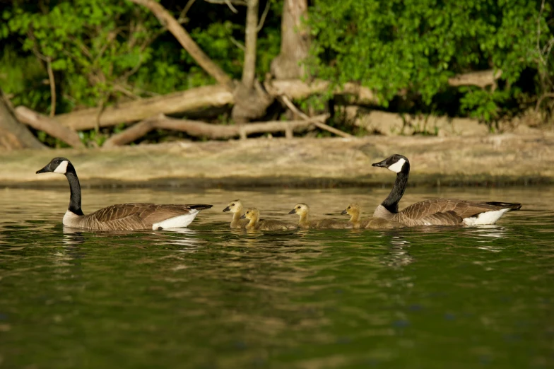 two geese are swimming while three young ones are swimming