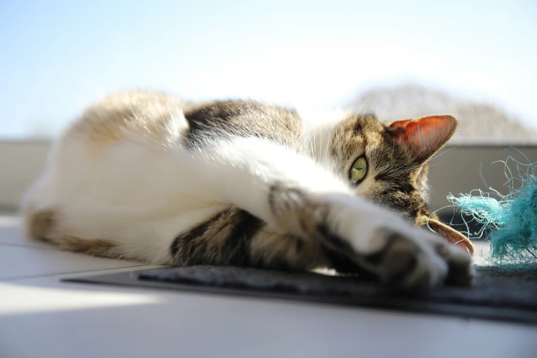 a cat is resting on a computer keyboard