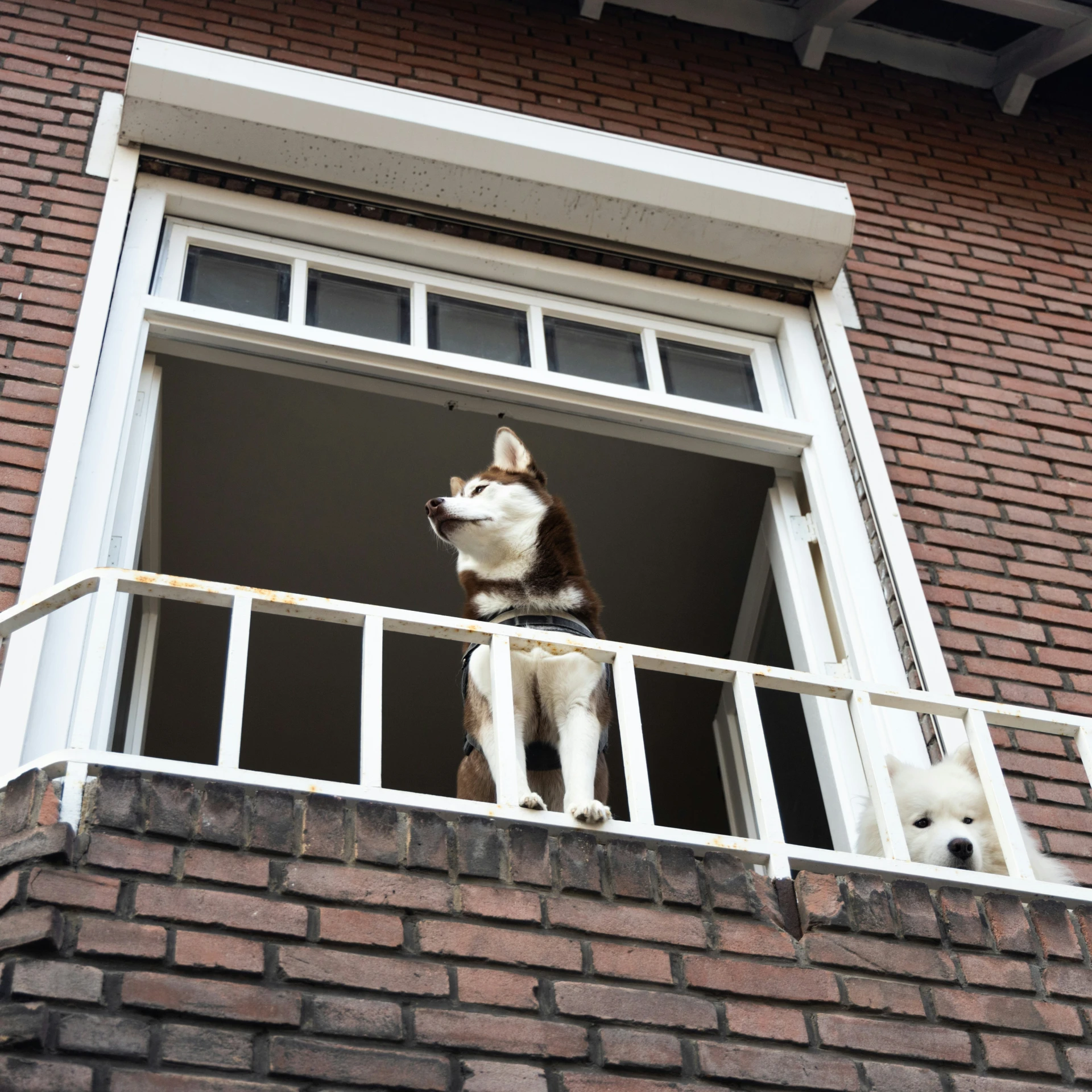 a dog looking out the window of a brick building
