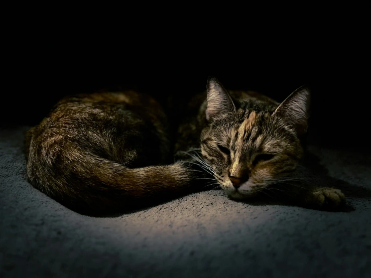 a brown and black cat is sleeping on a carpet