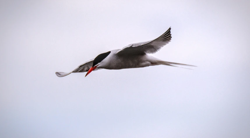 a bird flying through the air during the day