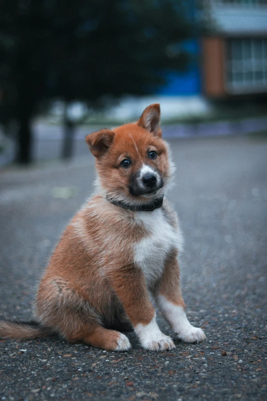 a dog is sitting down and looking away