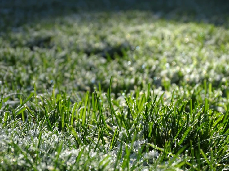 an image of the grass on which is covered in dew